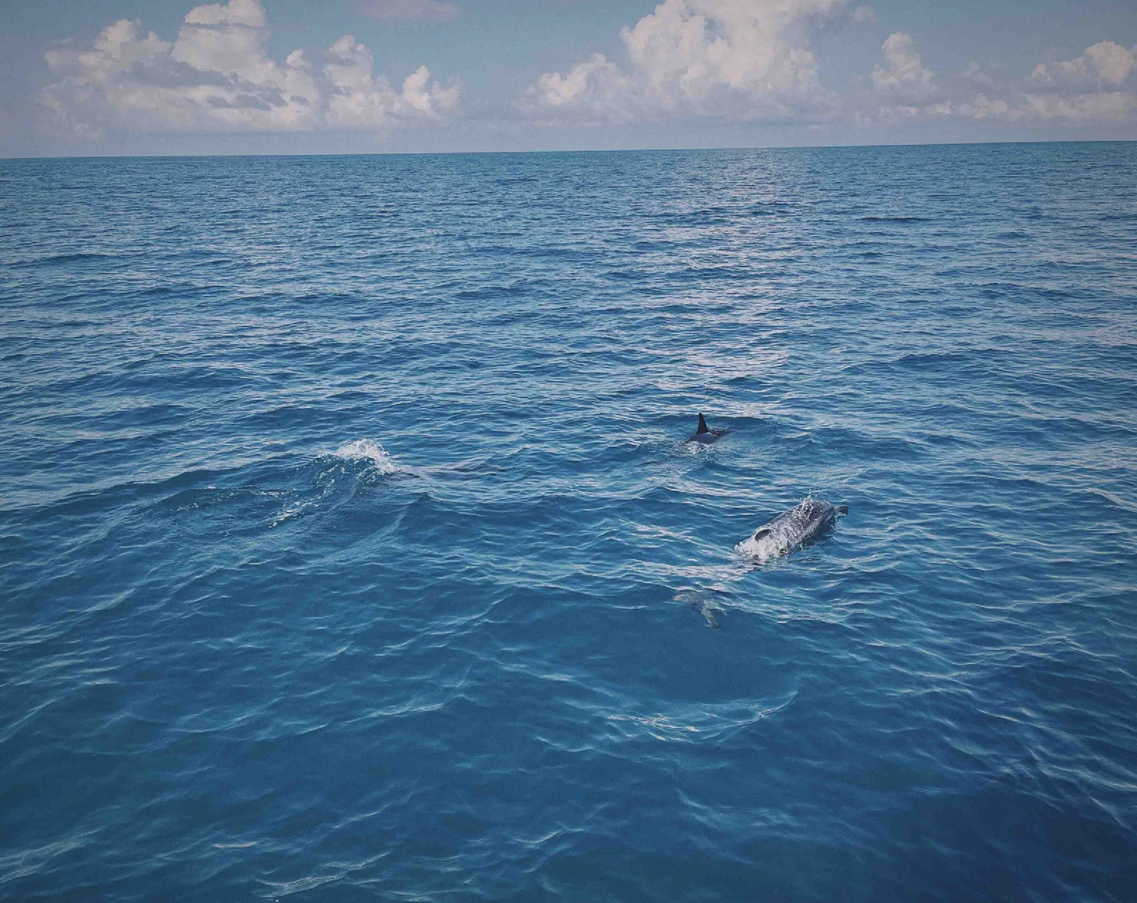 Two cetaceans surface in open sea, one showing a dark dorsal fin, under a sky of white clouds.
