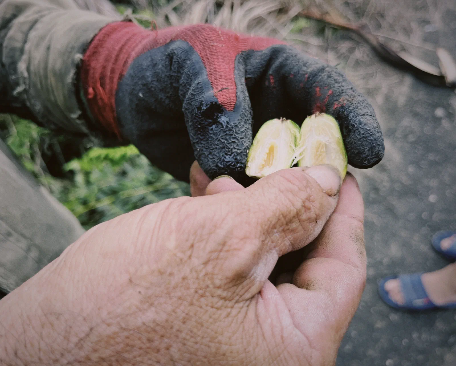 One hand in a worn work glove and one bare hand hold an areca nut cut in half, showing its pale interior.