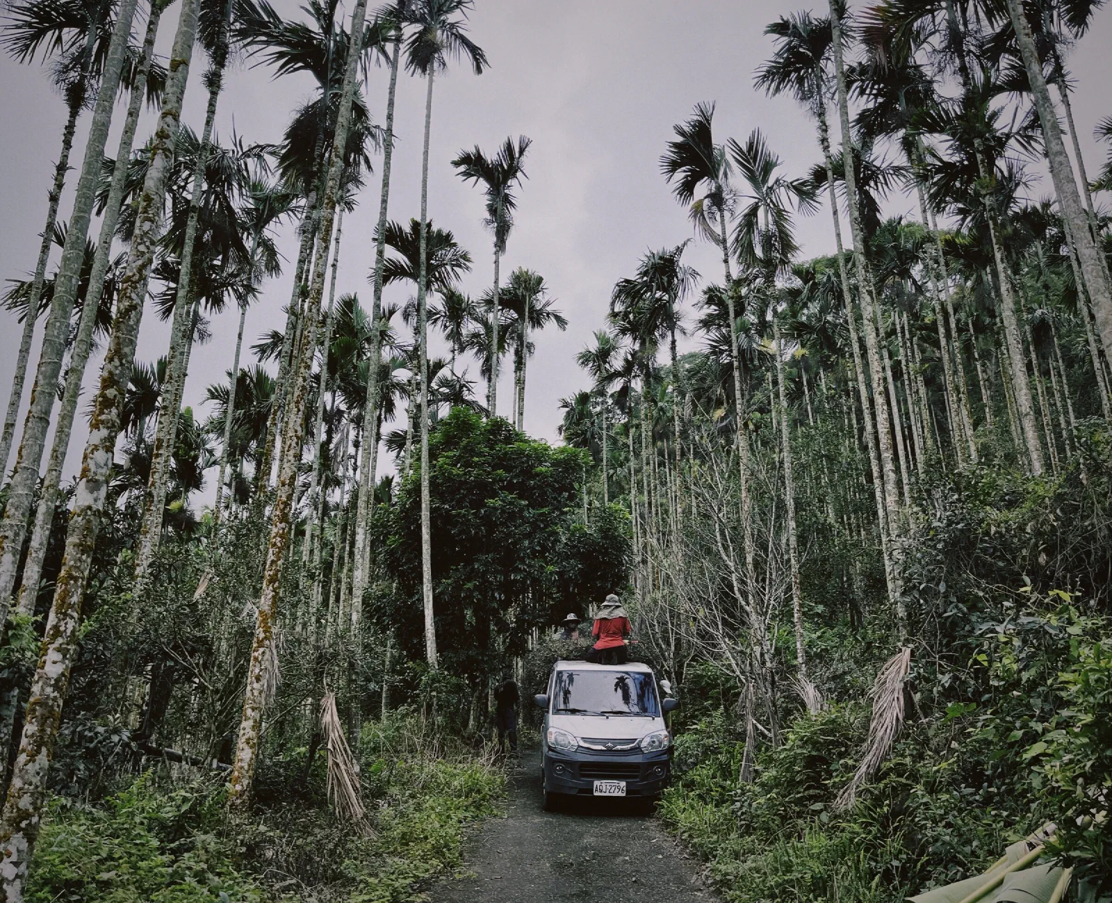 A small van on a forest track between very tall areca palms, with a person in a red top seated on its roof.