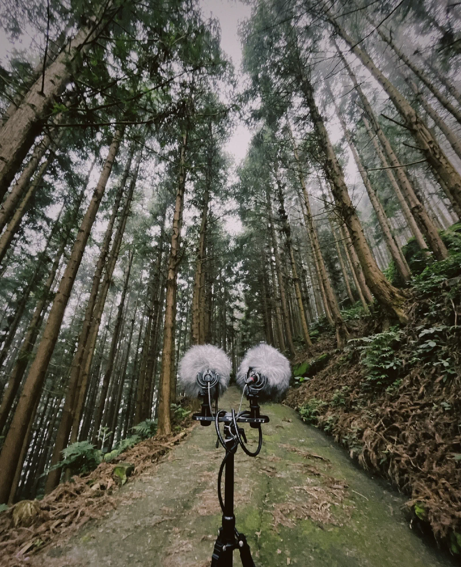 Two windshielded microphones on a stereo bar and tripod stand on a mossy track between tall, straight cedar trees.