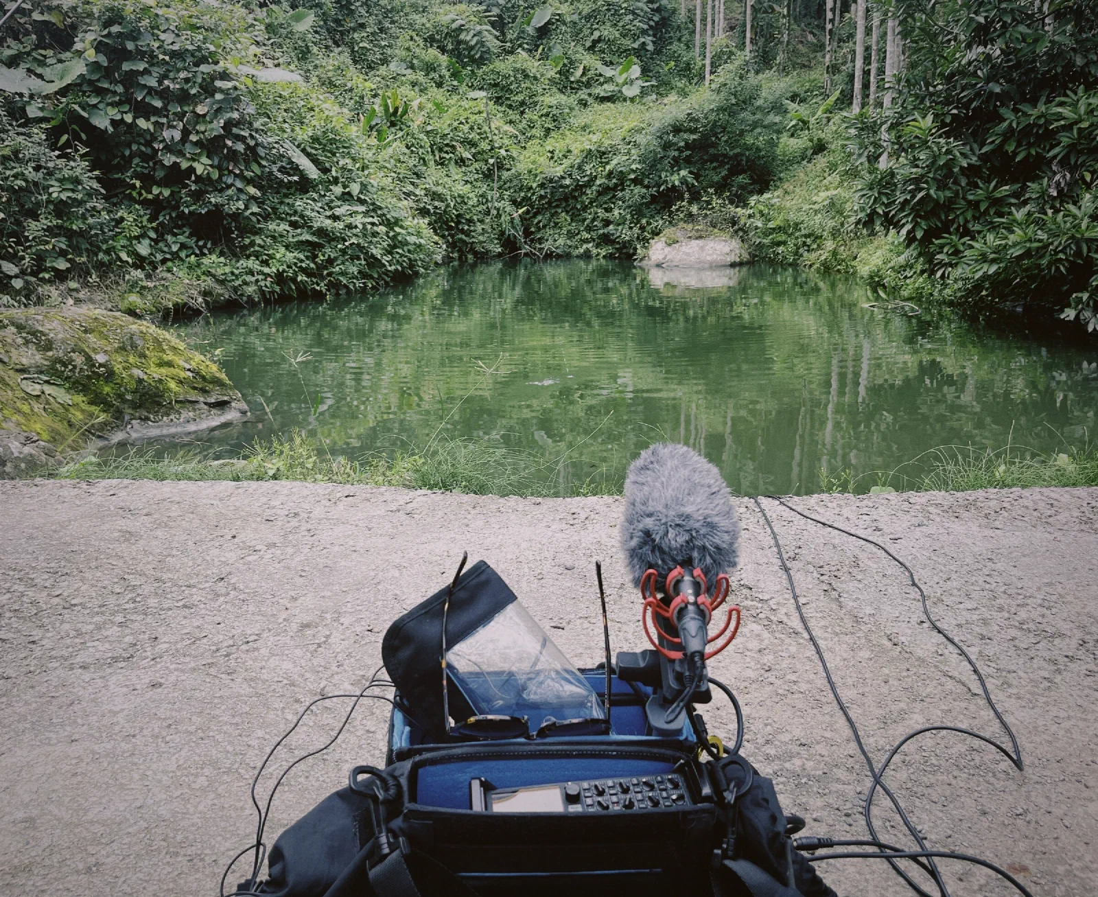 A field recorder in its bag with a windshielded microphone sits on a concrete path facing a still green pool ringed by dense forest and areca palms.