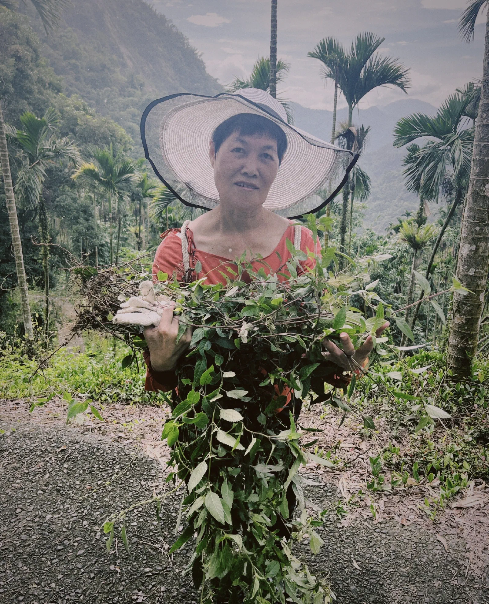 A woman in a wide-brimmed sun hat holds a large armful of leafy herbs on a hillside road among areca palms and misty mountains.