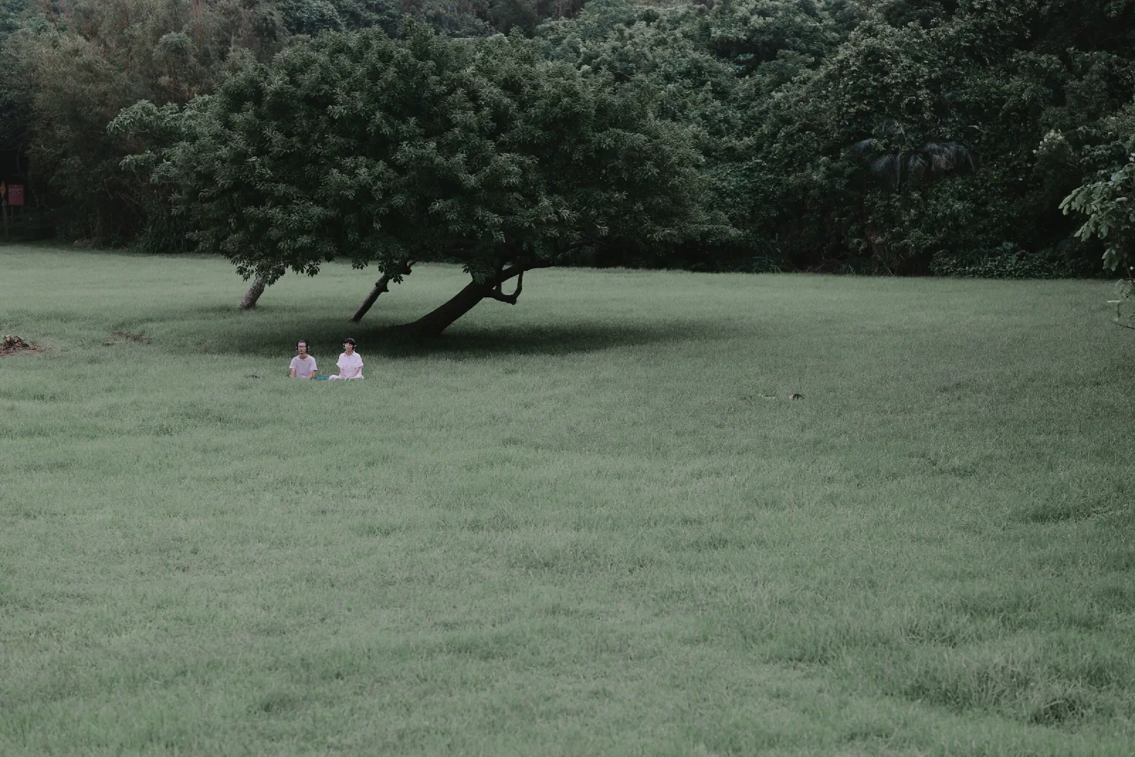 Two participants sit in headphones under a leaning tree at the far side of a large lawn, with dense forest beyond.
